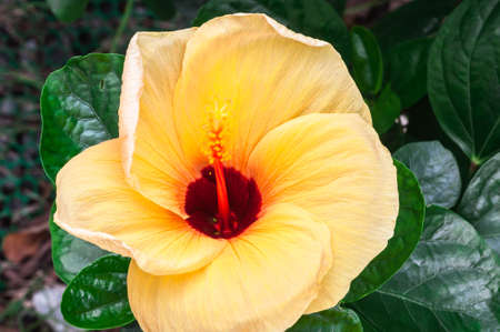 Flower Hibiscus syriacusの写真素材