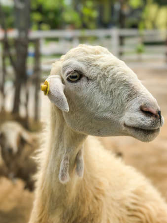 Thai Sheep farming outdoorの写真素材