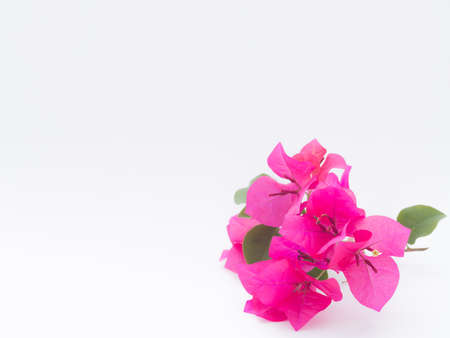Bougainvillea on white backgroundの写真素材