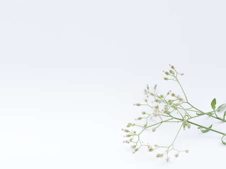 Green leaf isolated on white background