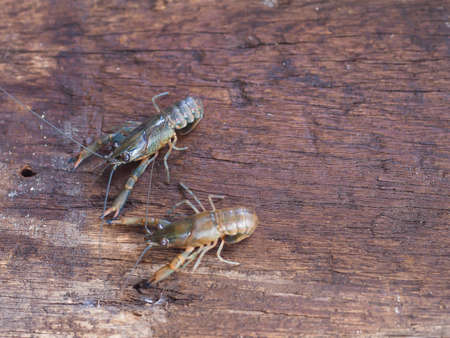 crayfish on the old wooden backgroundの写真素材