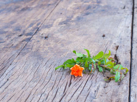 Pomegranate flower on the old wood tableの写真素材
