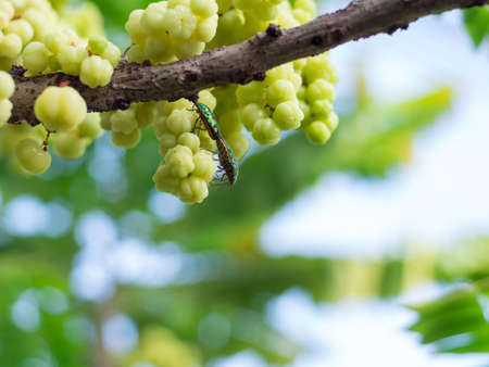 Mating insect on the star gooseberryの写真素材