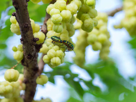 Mating insect on the star gooseberryの写真素材
