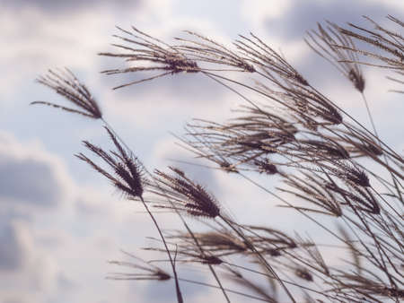 Grass flower on sunsetの写真素材