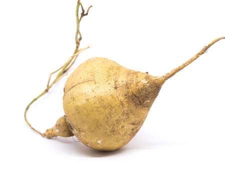 yan bean isolated on white backgroundの写真素材