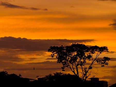 sunset silhouette forest in cityの写真素材