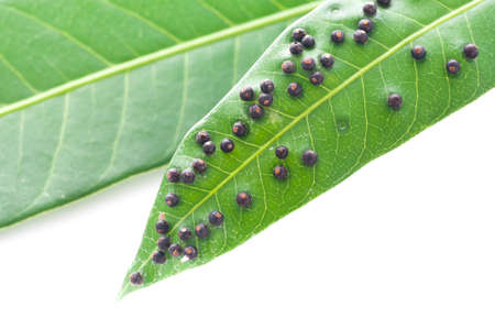 Close up diseased green mango leaf from bug or virus in garden, Plant disease and Aphidsの写真素材