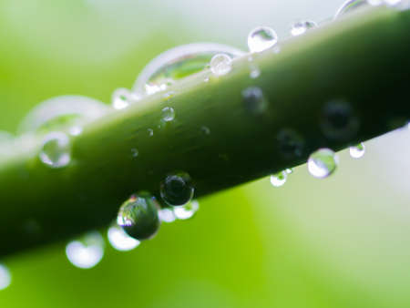 Water Drop of dew in morning on leaf in Morning timeの写真素材