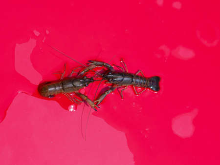 crayfish on the old red backgroundの写真素材