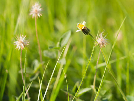 The grass flowers in the garden.の写真素材