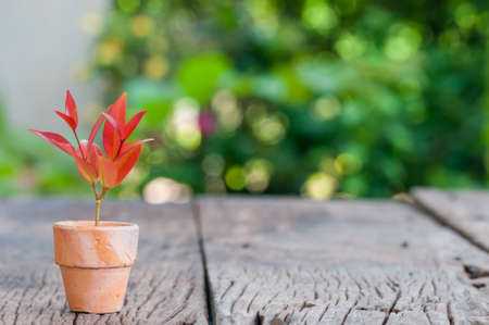 Minimal young green in pot on the table with bokeh background,red leafの写真素材