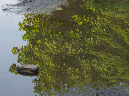 Background of trees mirrored on water surfaceの写真素材