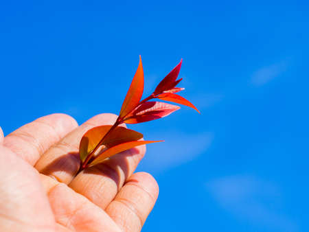 Hand holding red leaf over blue sky  backgroundの写真素材