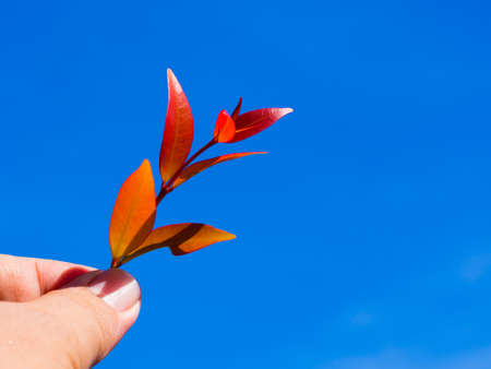 Hand holding red leaf over blue sky  backgroundの写真素材