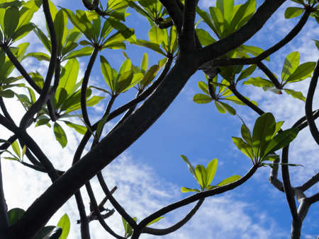 Plumeria tree on the blue skyの写真素材