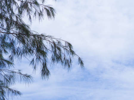 Pine tree silhouette on blue sky backgroundの写真素材