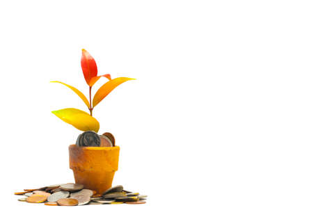Trees growing on coins money in the pot on white background, investment and business conceptの写真素材