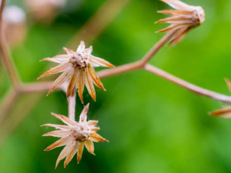 Dry flowers on the field in green nature background,dead flower grassの写真素材