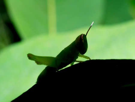 Grasshopper Silhouette on nature backgroundの写真素材