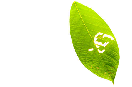 Leaves are eaten by insects on white background,Leaf with holesの写真素材