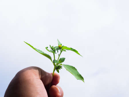 Hand holding green leaf over white backgroundの写真素材