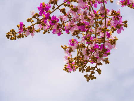 Pink spring flowers on the sky background,Morning times conceptの写真素材