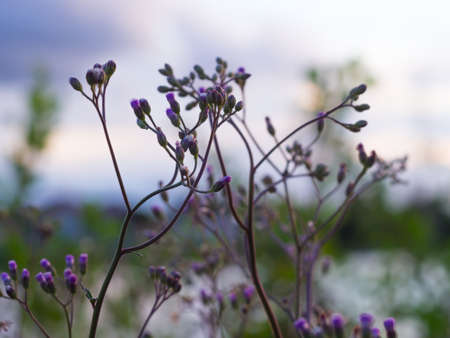 Flower grass close up in the gardenの写真素材
