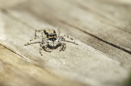 a closeup Spiderの写真素材