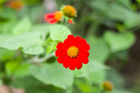 red poppies flower in the gardenの写真素材