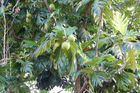 Breadfruit tree Artocarpus altilis, bread tree with fruits on it