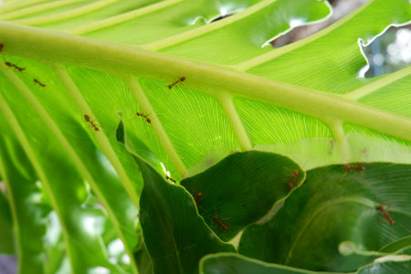philodendron plant with ants colonize walking on leavesの写真素材