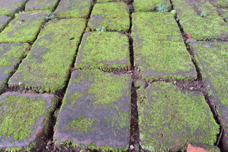 bricks overgrown with moss,
bricks textureの写真素材