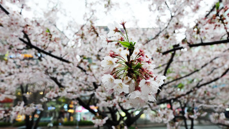 cherry blossoms that grow to bloom very beautifully in South Koreaの写真素材