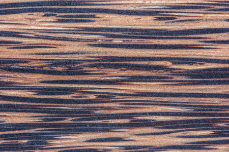 Coconut wallの写真素材