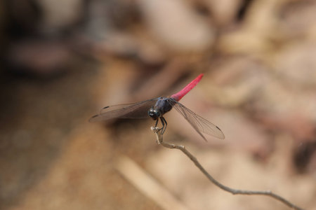 Dragonflyの写真素材