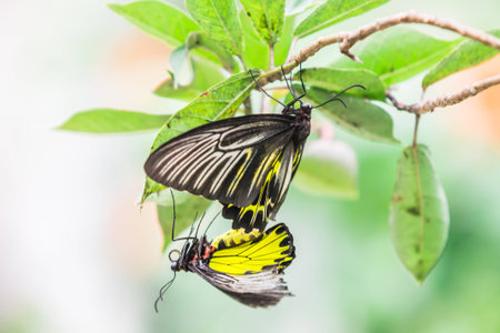 Butterfly on leavesの写真素材