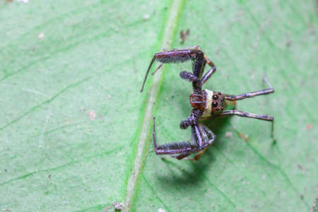 Jump spider on the leaf  Photo taken on  April 13th, 2014 at Thailand 