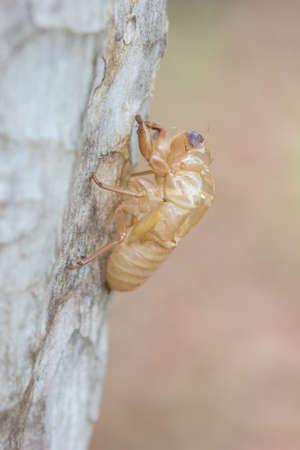 Cicadaの写真素材