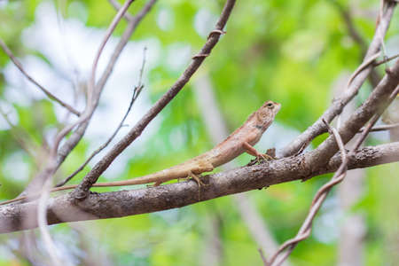 Lizard