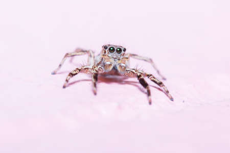 Jump spider  Photo taken on  April 7th, 2014 at Thailand の写真素材