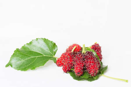 Ripe and unripe fruits of the mulberry tree, before a white background Photo taken on  15 April 2014 の写真素材
