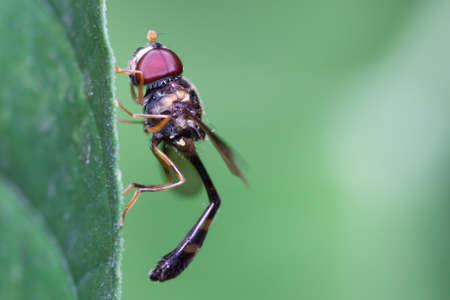 Robber flies on the leaf  This one has his proboscis inserted in a wasp and is feeding on the fluids...