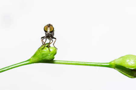 Robber flies on the leaf  This one has his proboscis inserted in a wasp and is feeding on the fluids within Photo taken on 16 April 2014 の写真素材