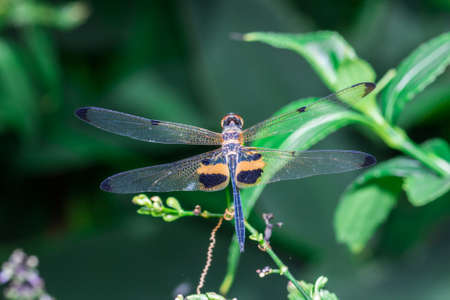 Dragonfly perched on a top leaf の写真素材