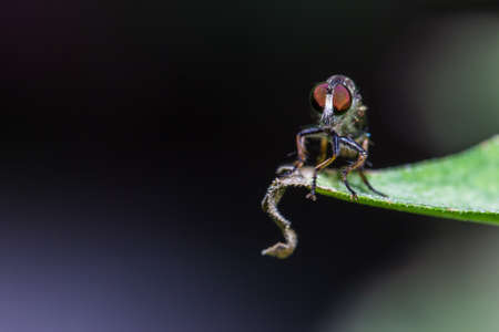 Robber flies