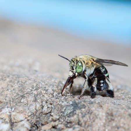green bee eating on stone in natureの写真素材