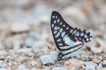 Beautiful butterfly in natureの写真素材