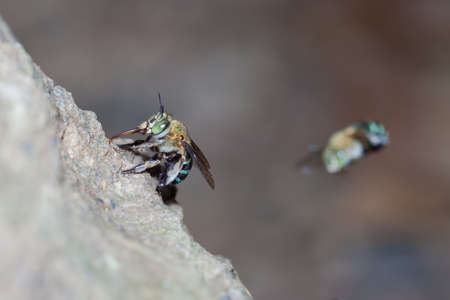 green bee eating on stone in natureの写真素材