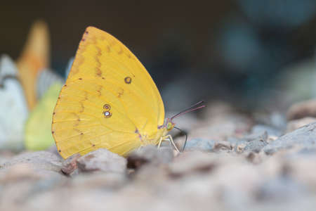 Beautiful butterfly in natureの写真素材